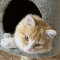 Lost Kitten
