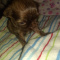 Chihuahua Male Long Coat
