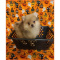 Merle Pomeranian-Finn-Male