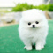 adorable t-cup Puppies contact for informations