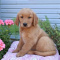 Lovable Golden Retriever
