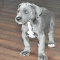 Great Dane Puppies For Sale
