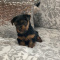 Beautiful 11 week old Male Yorkie