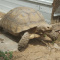 Sulcata Adult Males