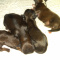 Imperial Shihtzu's