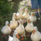 Ducks for sale.