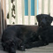 Puppies for Sale