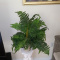 Plastic plants to give away