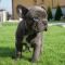 SOLID FRENCH BULLDOG PUPPIES READY FOR ADOPTION