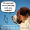 Do You Have An Interesting Dog Story To Share?