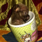 Chihuahua Tiny Apple Head Male