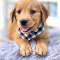 HONEST Golden retriever puppies