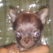 Chihuahua Tiny Male Videos Attached