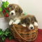 Pembroke Welsh Corgi Puppies For Sale