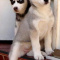 Healthy Siberian Husky Puppies available