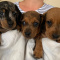 Purebred Mini Dachshund Puppies For Sale - Affordable Dachshunds