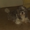 Imperial Shihtzu Waiting List