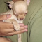 Chihuahua Adult Female