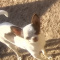 AKC Adult Chihuahua Female