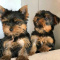 Christmas teacup yorkie puppies for sale