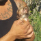Chihuahua Tiny Apple Head Male