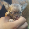 Chihuahua Male Long Coat
