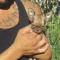 Chihuahua Tiny Male Videos Attached