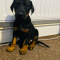 Kc Reg Dobermans puppies available