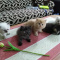 Looking To Adopt Our Persian kittens ..+1(424) 262-2476