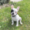 French Bulldog Puppies For Sale