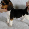 Billy friendly beagle