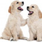 Lombard Dog Poop and Waste Disposal Service for Condo and Homes