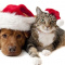 Last Minute Christmas Gift Idea in the Quad Cities!