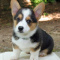 Beautiful litter of Corgi AKC registered corgi puppies,