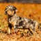 Looking for Red Heeler Breeders?