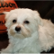 Stunning White Teacup Maltese Pup Available