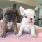 Charming and adorable French bulldog puppies