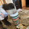 Healthy Capuchin monkey for Adoption