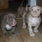 American Pit Bull Terriers Puppies