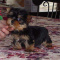 Registered Yorkshire Puppies For Re-Homing.