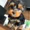 Adorable yorkie puppies ready for their new homes