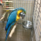 Re-home beautiful baby Hyacinth blue and gold macaw parrot