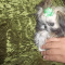 ISO Female Shihtzu Arizona