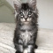 Beautiful Maine Coon Kittens for sale