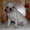 Buy Smart Puppies - OBP