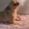 Adult Female Chihuahua