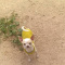 Apple Head Tiny Adult Proven Breeder AKC Male