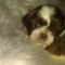 Imperial Shih Tzu Female Puppy