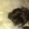 AKC Imperial Shihtzu Blue Male