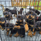 Rottweiler Puppies For Sale
